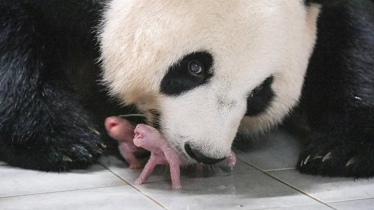 Bebés Panda Surcorea 